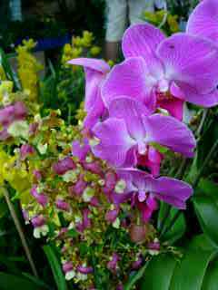 Phalaenopsis