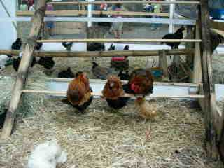 Poules