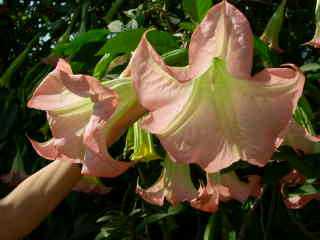 Datura