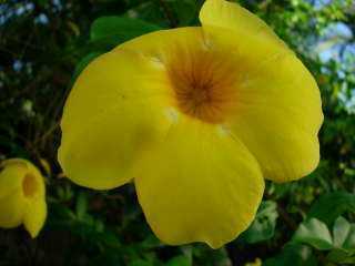 Alamanda (jaune)