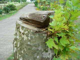 Platane coup
