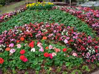 Impatiens