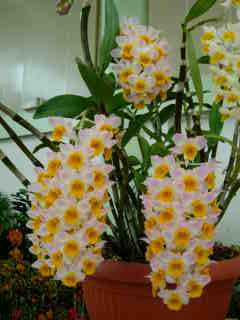 Orchides