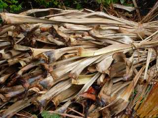 Feuilles de vacoa