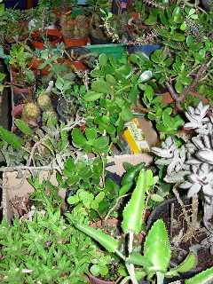 Cactus  l'abri