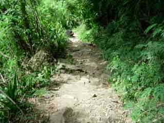 Sentier vers le Bras de la Plaine