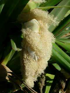 Fleur de vacoa mle