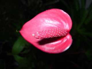 Anthurium