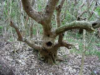 Fougre arborescente