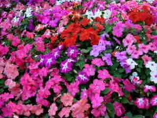 Parterres d'impatiens