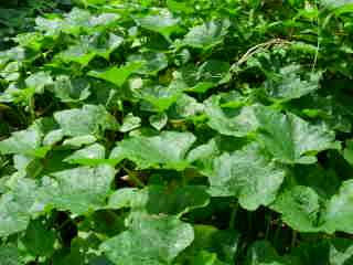 Citrouille