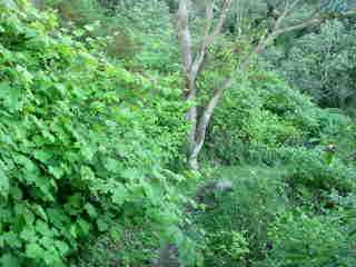 Vigne marronne