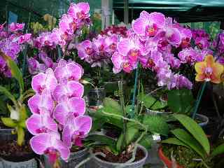 Orchide