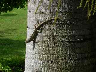 Calotes versicolor