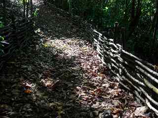 Fascines de bois de goyavier