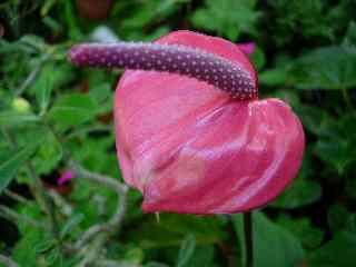 Anthurium