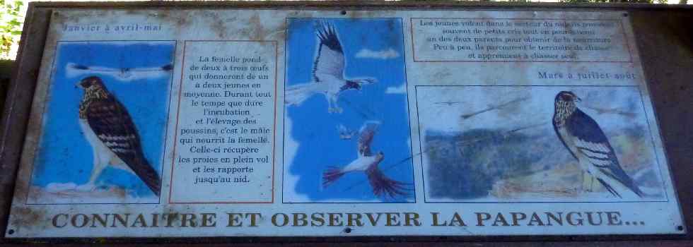 Connatre et observer la papangue