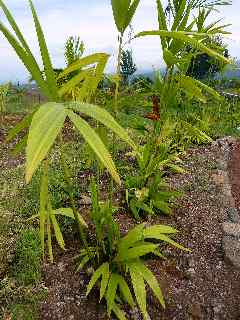 Palmier