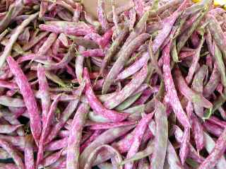Haricots