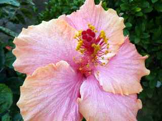 Fleur d'hibiscus