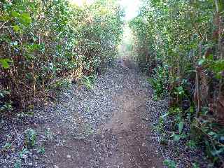 Sentier de la Grande Jument - Haie de goyaviers