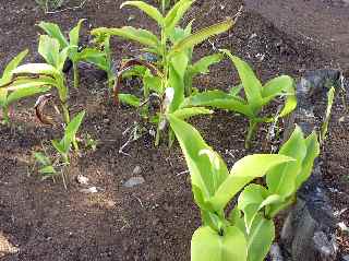 Arrow-root  - Rouroute