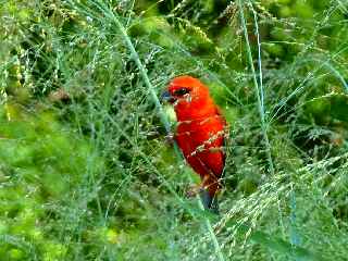 Fort de l'Etang-Sal - Vers la ravine Mulla  -  Cardinal mle