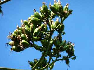 Fort de l'Etang-Sal -  Fruits du choca bleu
