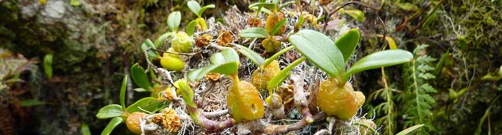 Sentier Cap Bouteille - Orchides