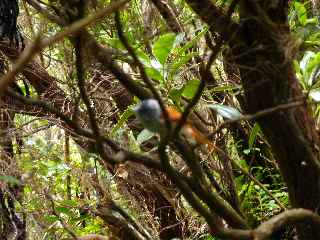 Z'oiseau la vierge