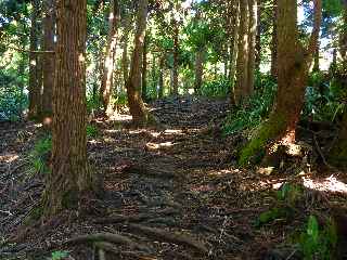 Fort de Jacques Payet - Cryptomrias