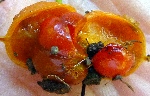 Fruit clat du Joli Coeur