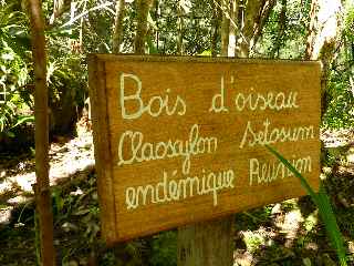 Bois d'oiseau - Jardin botanique du Piton Btoum - Cilaos (Bras Sec) -