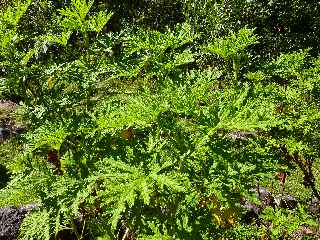 Granium Rosat - Jardin botanique du Piton Btoum - Cilaos (Bras Sec) -