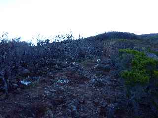 Sentier du Gte des Tamarins au Grand Bnare -  Dalles volcaniques