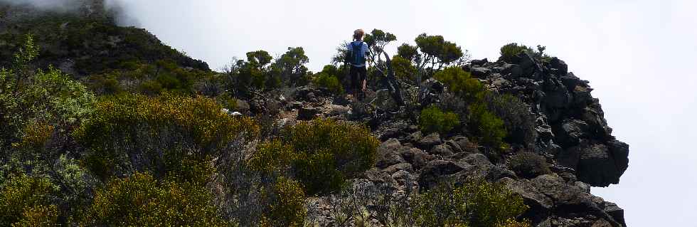 Sentier du Gte des Tamarins au Grand Bnare -  Le Grand Bord