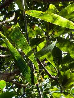Espace Sensible Naturel du Piton de Mont Vert - Liane
