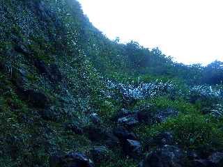 Plaine des Palmistes - Rempart de la Cascade Biberon -