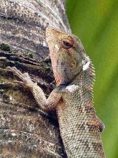 Agame - Calotes versicolor - Ile de la Runion
