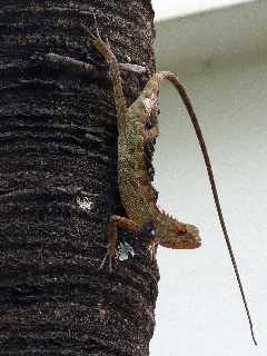 Agame - Calotes versicolor - Ile de la Runion