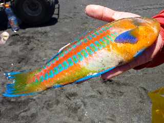 Cte sud-ouest -  Pointe des Avirons -  Poisson perroquet