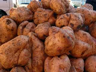 March forain de St-Pierre - 3 dcembre 2011 -  Patates douces