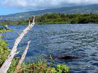 St-Louis -  Etang du Gol - Chemin de fer
