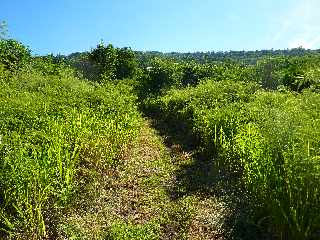 St-Leu - Sentier Pav -