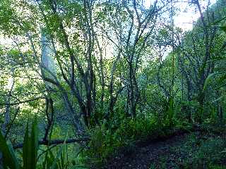 Pont d'Yves - Sentier vers le Bras de la Plaine -
