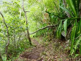 Pont d'Yves - Sentier vers le Bras de la Plaine -