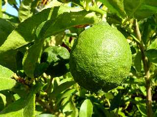 Domaine du caf grill - Pierrefonds - St-Pierre - Citron