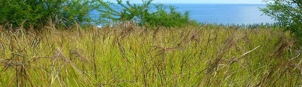 St-Leu - Herbages