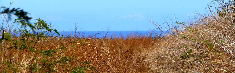 Savane de Saint-Paul - Cap la Houssaye -