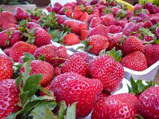 Novembre 2012 - March forain de St-Pierre - Fraises